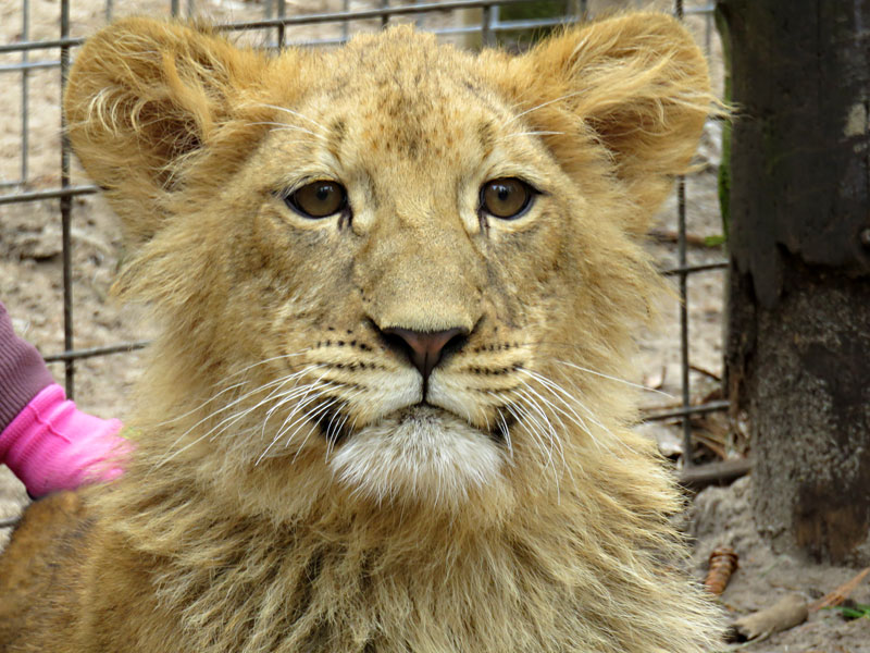 African Lion Cub Vern 6 months old at GarLyn Zoo
